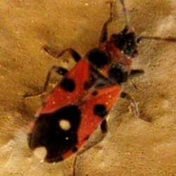 Horvathiolus superbus